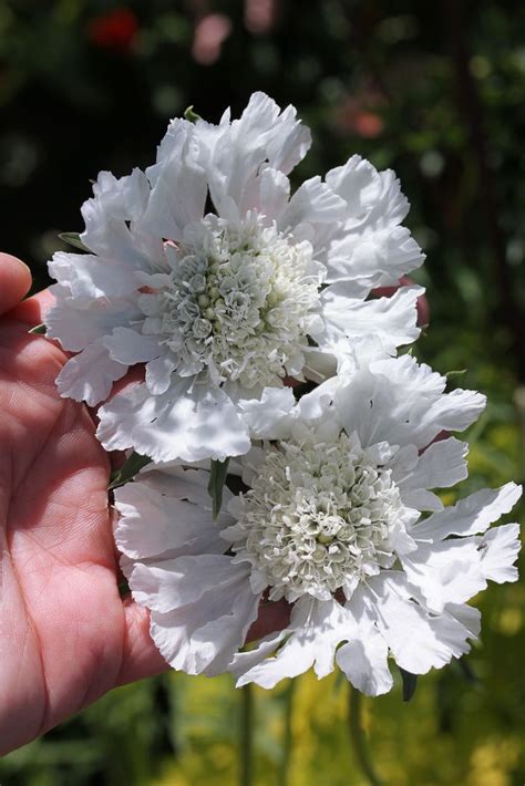 Scabiosa Caucasica Perfecta Alba Flowers Perennials White Flowers