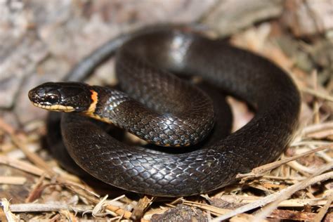 Ring Necked Snake Florida Snake Id Guide