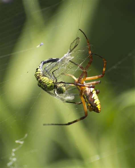 Caught In The Web How Spiders Eat Their Prey The Ark In Space