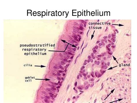 Respiratory System Respiratory Respiratory System Histology Slides