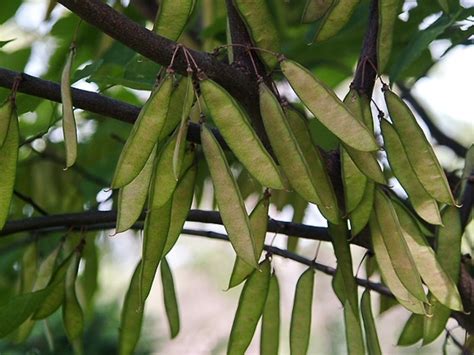 Cercis Canadensis Redbud Go Botany