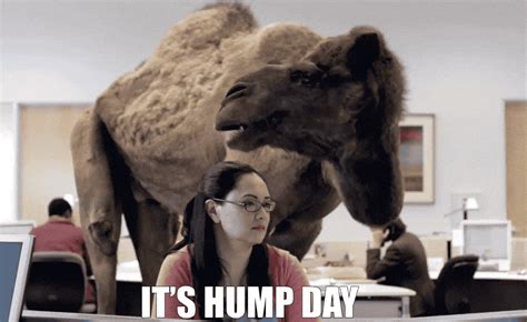 Hump Day Camel  Ice