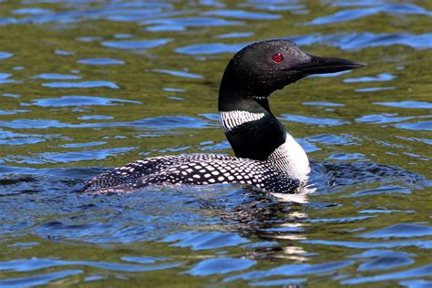 Gavia immer (Common Loon) | Common Loon or Great Northern Lo… | Flickr