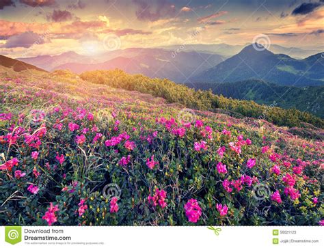 Magic Pink Rhododendron Flowers In The Carpathian Mountains Stock Image