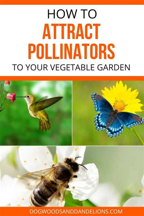 How To Attract Pollinators To Your Garden Dogwoods And Dandelions