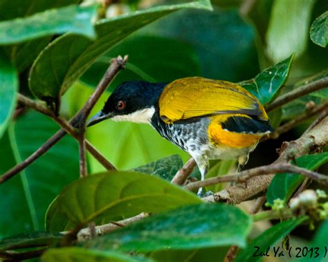 Burung merbah jambul hitam ialah haiwan yang tergolong dalam golongan benda hidup, alam : Zul Ya - Birds of Peninsular Malaysia: The Bulbul's ...