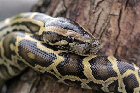 How The Burmese Python Took Over The Florida Everglades Florida Insider