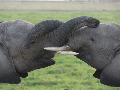 Hot Shot Elephants Nose To Nose Similar But Different In The Animal