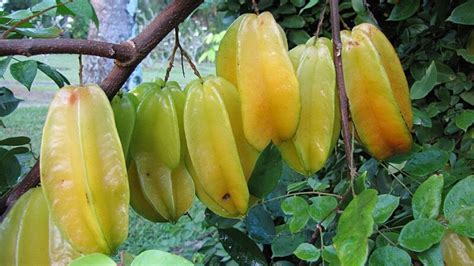 Maybe you would like to learn more about one of these? WoW! This GIANT Tree Has CLUMPS Of STARFRUIT. 360 Fruit ...