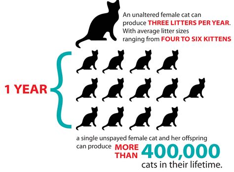 Spaying & Neutering | kingstonanimalrescue.com