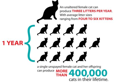 Finding out how many kittens your cat will have will help you make plans for their future, and it will also give you a better understanding of your cat's due date. How Will How Many Kittens Can A Cat Have In One Litter Be ...