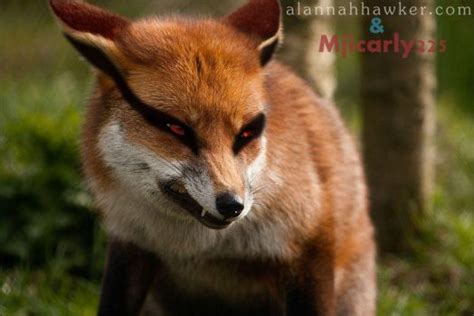 Nine Tailed Fox Favourites By Torturertokyo On Deviantart
