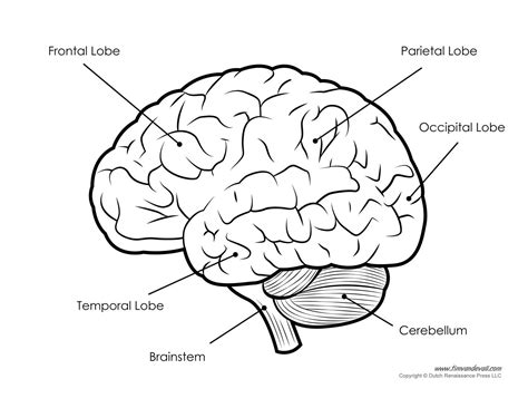 Pin by Yashasvi Brahmbhatt on rangoli | Human brain ...