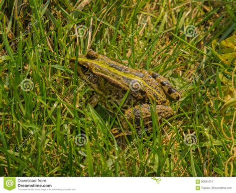 Frog In The Grass Stock Photo Image Of Outdoor Fauna 90891074