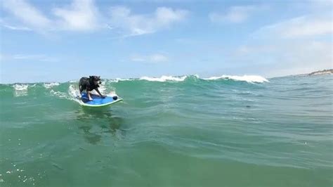 Cowabunga Surf Dogs Hit The Waves For World Championships Small Pets