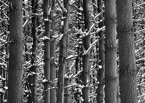 Winter Woods Photograph By Simmie Reagor Fine Art America