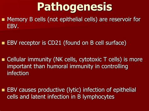 Ppt Epstein Barr Virus Ebv Or Hhv 4 Powerpoint Presentation