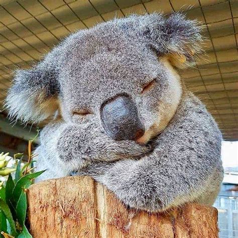 Sleepy Time Time All The Time Cute Animals Cute Baby Animals Koala
