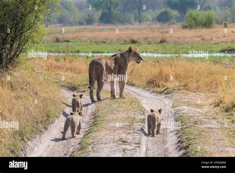 Lioness Panthera Leo Walking Along A Gravel Road With Her 3 Babies