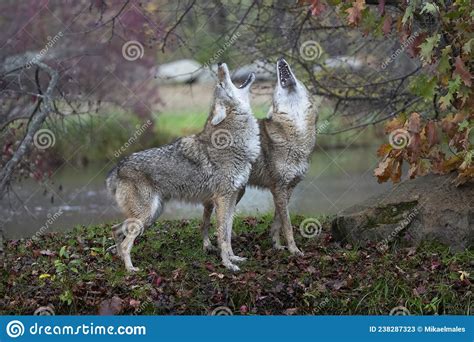 Two Coyotes Howling in Early Morning Stock Image - Image of vertical