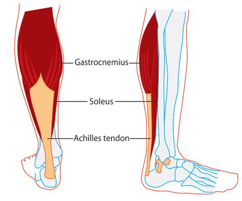 Soleus Origin Insertion Action And Nerve Supply How To Relief