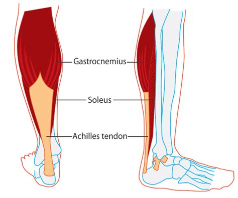 Gastrocnemius And Soleus Origin And Insertion The Gastrocnemius