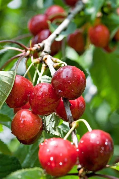 How To Grow And Care For Fruiting Cherry Trees Artofit