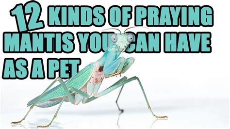 12 Praying Mantis You Can Have As A Pet How To Care For A Pet Mantis
