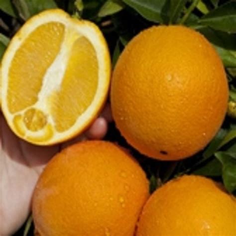 Fisher Navel Orange Oscar Tintori Nurseries Worldwide Citrus Plants