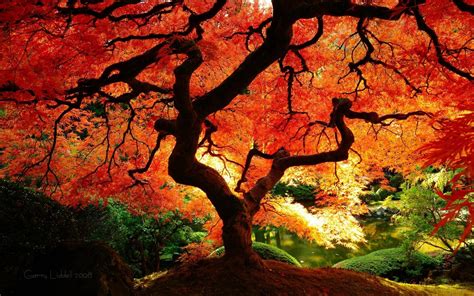 Autumn Japanese Wallpapers Wallpaper Cave