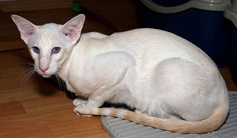 Dont Get Bit — X Treme Wedge Head Siamese The Siamese Cat Is One In