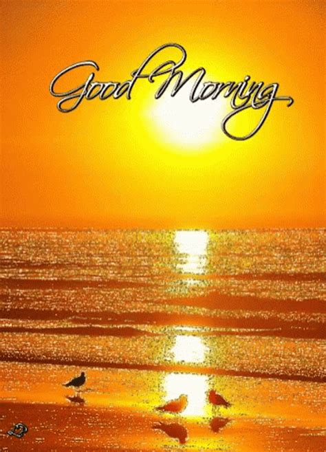 Good Morning Sunrise Sea Birds Chilling 