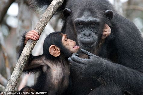 Metrisch Spiegel Harpune Bonobo Apes Kissing Arzt Digital Reinigen Sie