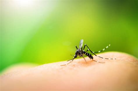 Detecting Dangerous Species Of Mosquitoes With A Simple Test