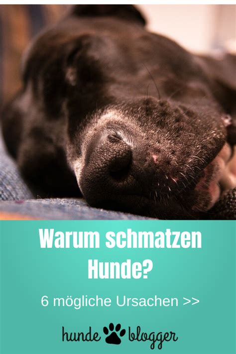 Das einschläfern (die euthanasie) ist nichts anderes als eine überdosierung einer narkose. Warum schmatzen Hunde? | Wann schmatzt ein Hund zu viel ...