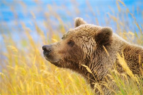 Alaska Wildlife photo gallery