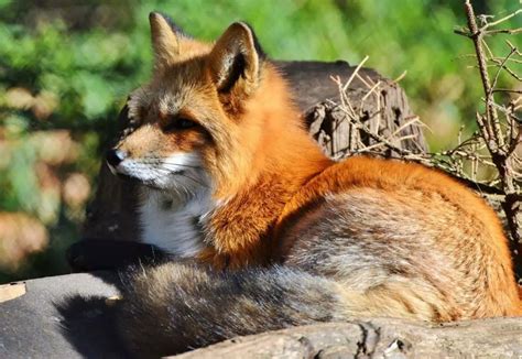 10 Red Foxes That Are Majestic Af All Things Foxes