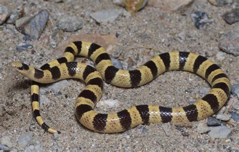 Western Shovelnose Snake Sonora Occipitalis At Herpedia Com