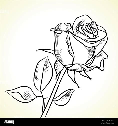 Ink Drawing Single Rose Hi Res Stock Photography And Images Alamy