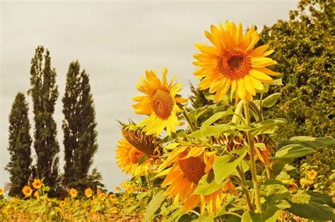 Biasanya, bunga matahari tumbuh di. Tutup Masa Lalu! Arti Mimpi Bunga Matahari | Gomimpi ...
