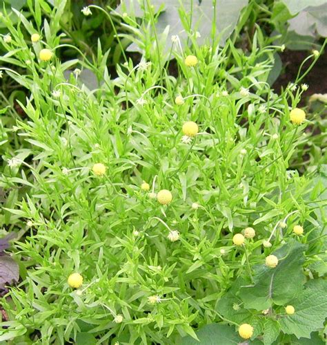 Gummibärchenpflanze Cephalophora Aromatica Bio Saatgut Lang