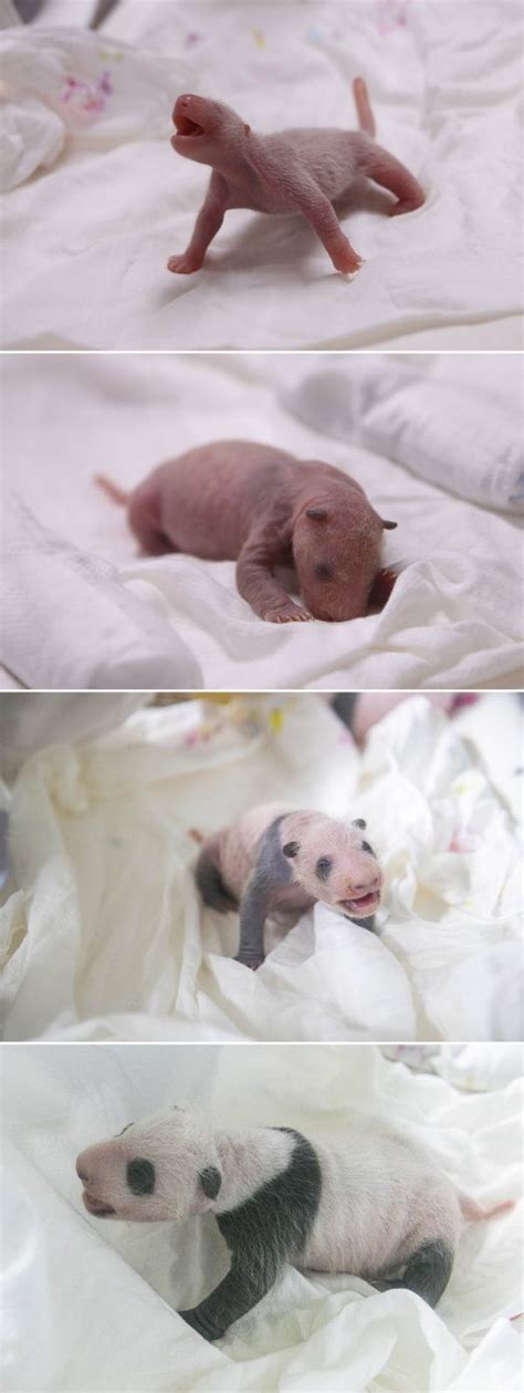 Growth Updates On Koreas First Baby Panda Birth Kpophit