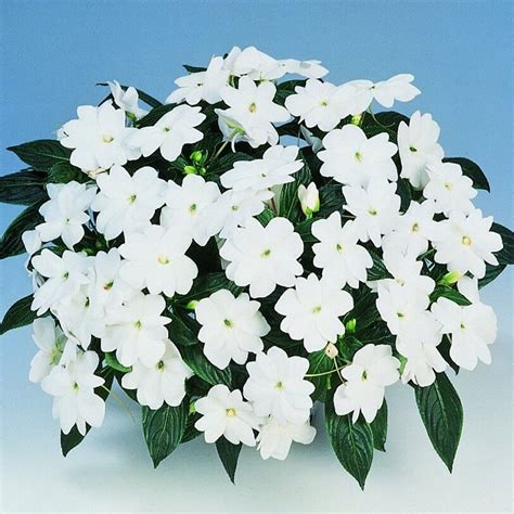 Impatiens is the botanical name for impatiens how to sow impatiens Harmony® White New Guinea Impatiens Plants for Sale | Free ...