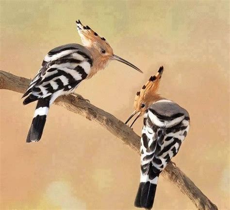 Hoopoe Birdsthe National Bird Of Israel By Beautiful And Amazing Photo