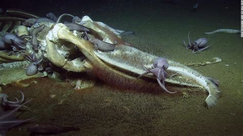 Scientists Freak Out Over Deep Sea Feast Cnn Video