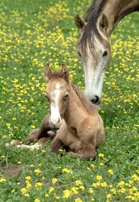 A travois (/ ˈ t r æ v w ɑː /; 1000+ images about baby horses on Pinterest | Palomino ...