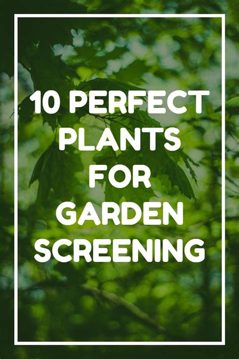 10 Great Plants For Garden Screening Garden Screening Screen Plants