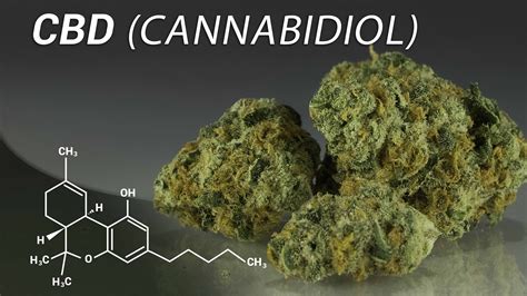 Top 5 High Cbd Low Thc Cannabis Strains In 2020