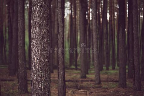 Dark Pine Forest Stock Photo Image Of Light Leaves 261133154