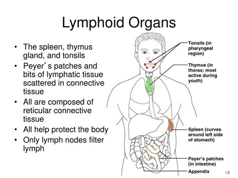 Ppt Chapter 20 21 Lymphatic And Immune Systems Powerpoint